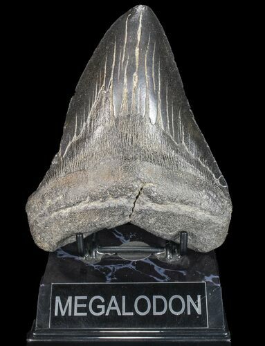 Large, Fossil Megalodon Tooth - Georgia #75794